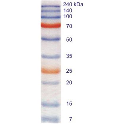 Perfect™ Color Protein Ladder