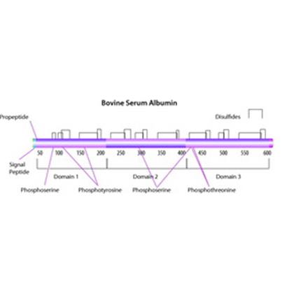 ALBUMIN, BOVINE SERUM, Heat Shock Isolation, Fraction V, pH 7.0, Low Endotoxin