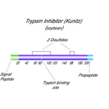 Trypsin inhibitor, Soybean Purified