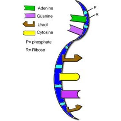 RIBONUCLEIC ACID, Baker's yeast  