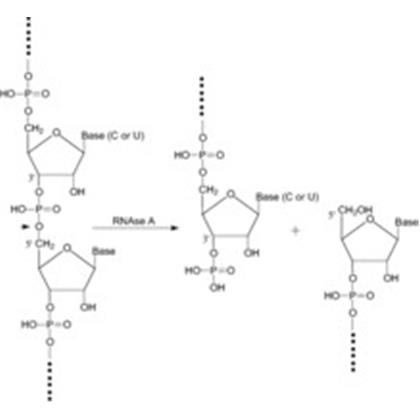 RNase A, Bovine Pancreas