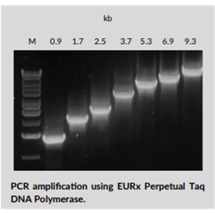 Perpetual Taq DNA PolymeraseHOT START