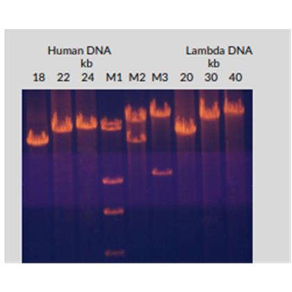 Amplus DNA Polymerase