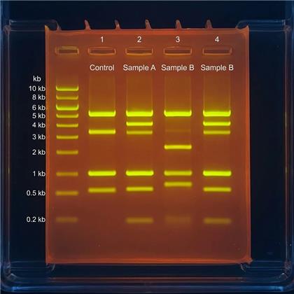 SAFE-T-STAIN (Nucleic Acid Stain)