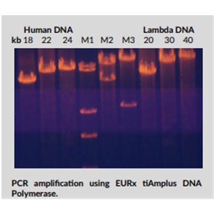 tiAmplus DNA Polymerase