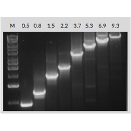 Taq DNA Polymerase (Top quality general application Taq DNA polymerase)